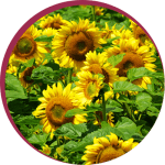 Crop image of field of sunflowers