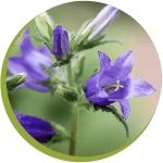 Texas wildflower image of bluebells